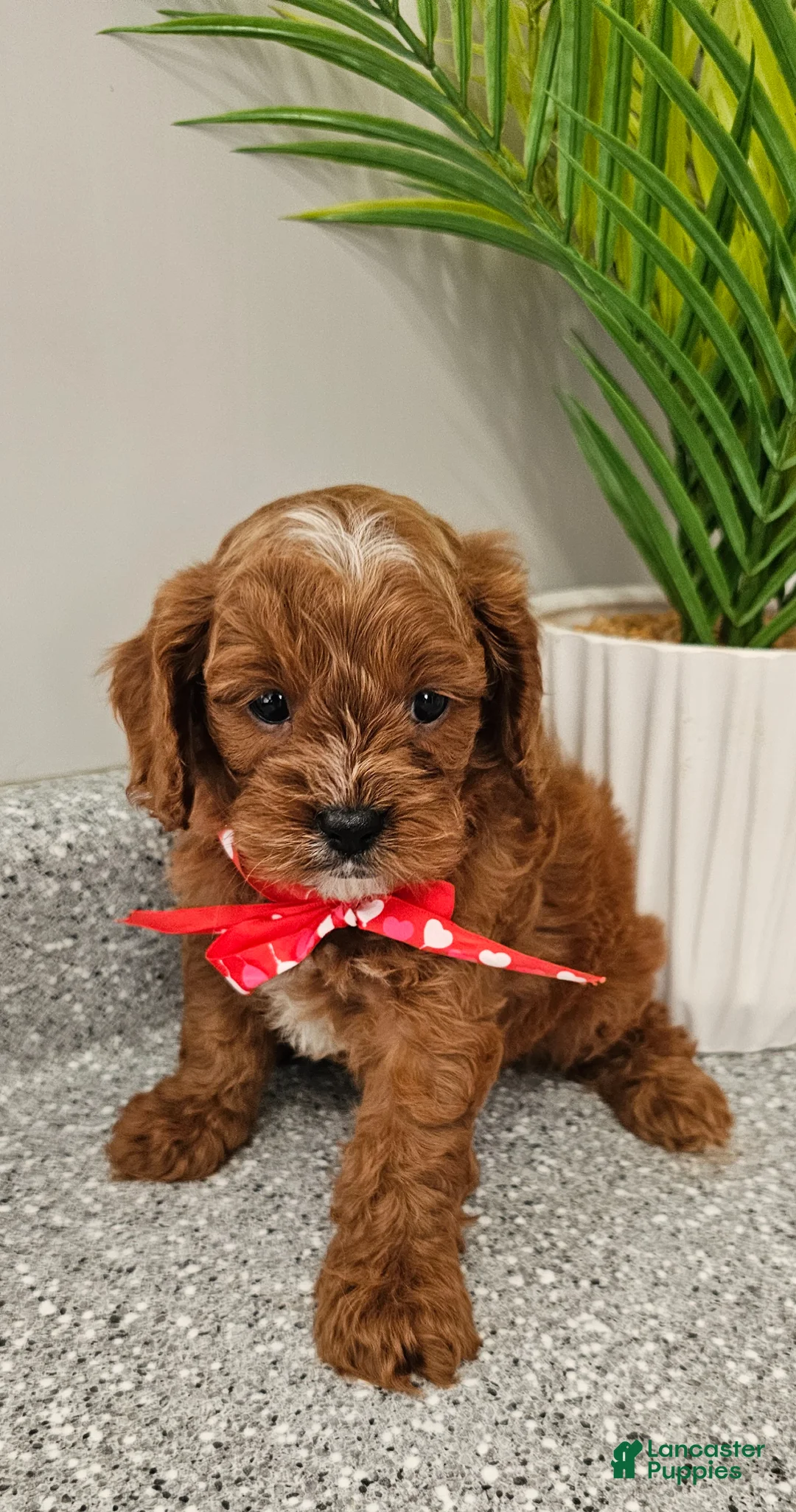 Cavapoo dogs for sale: Maxwell  - Ad 1