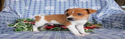 Jack Russell Terrier dogs for sale: Rinti - Ad 2