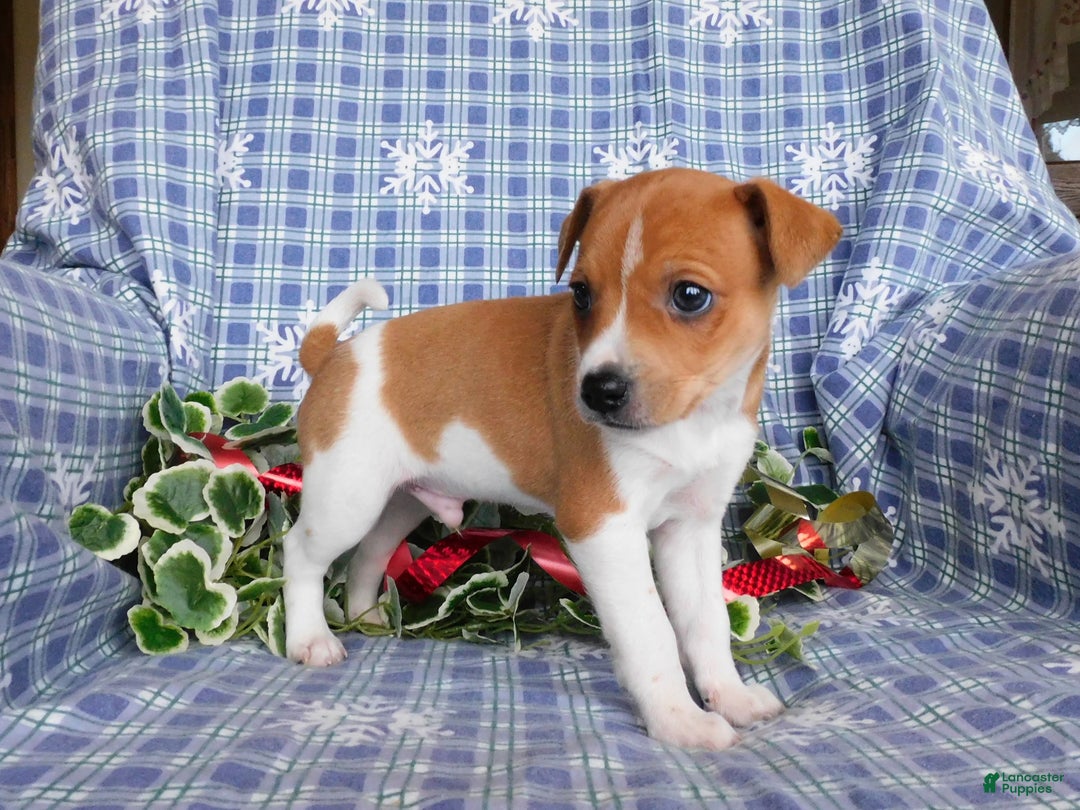 Jack Russell Terrier dogs for sale: Rinti - Ad 2