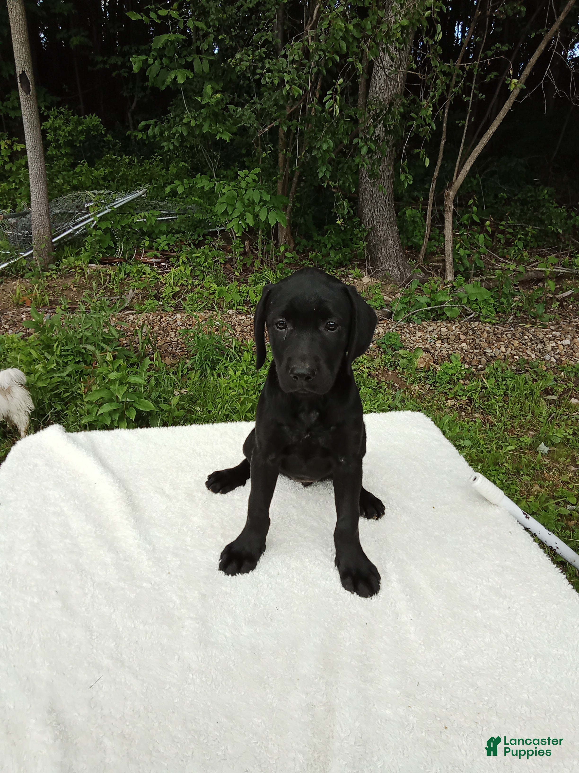 Labrador Retriever dogs Rasal - Ad 1