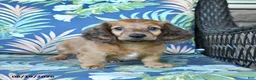 Miniature Dachshund dogs for sale: Rusty - Ad 4