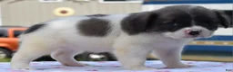 Mixed Breed dogs for sale: Zoey blue pied fluffy  - Ad 19