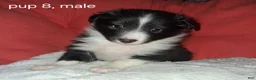 Shetland Sheepdog dogs for sale: Shetland Sheepdog Puppy 6 - Ad 5