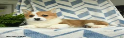 Welsh Corgi Pembroke dogs for sale: Paris - Ad 3