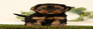 Bo