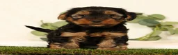 Yorkshire Terrier dogs for sale: Bo - Ad 1