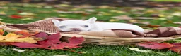 French Bulldog dogs for sale: Otis - Ad 2