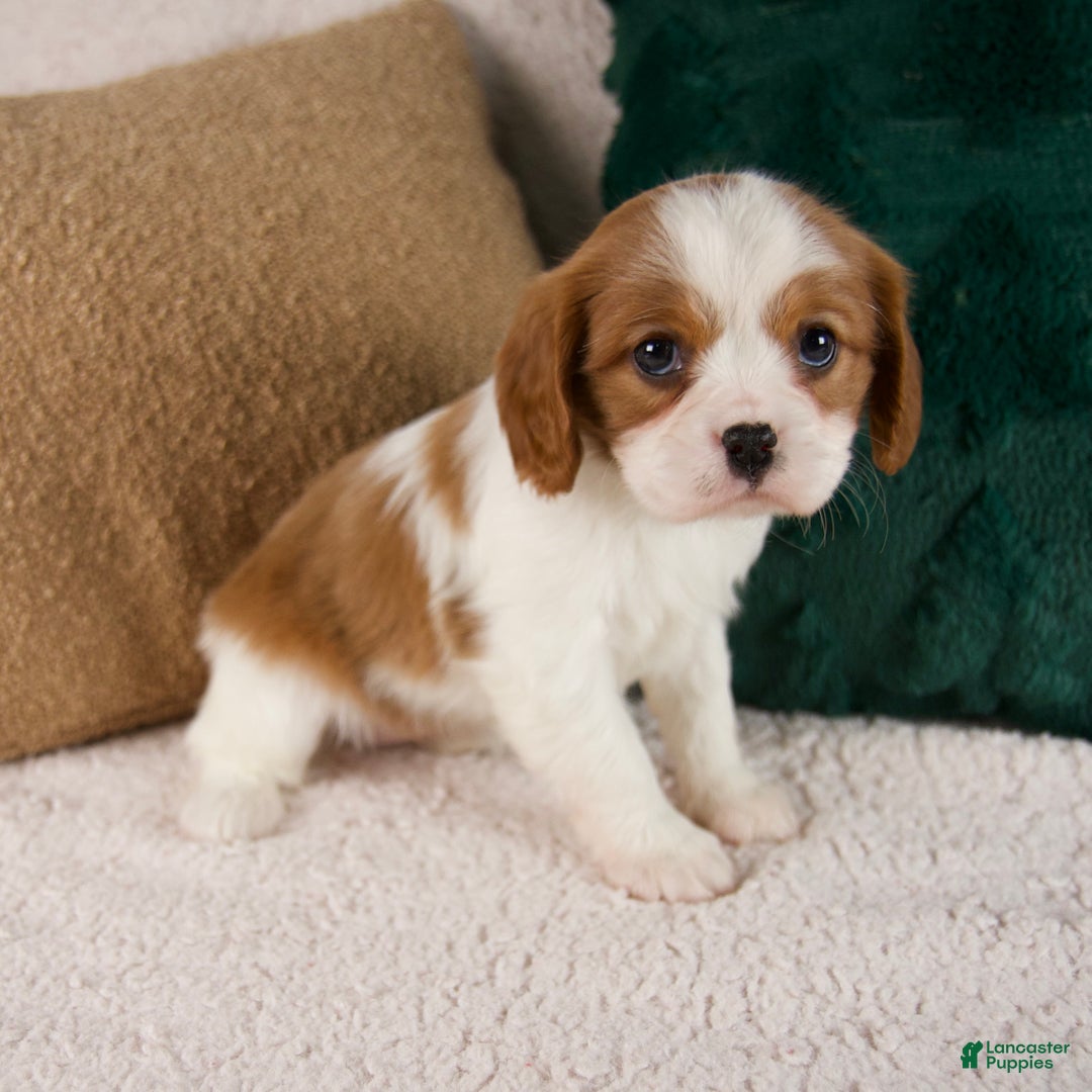 Cavalier King Charles Spaniel dogs for sale: Aspen - Ad 3