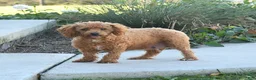 Miniature Poodle dogs for sale: Lucy - Ad 6