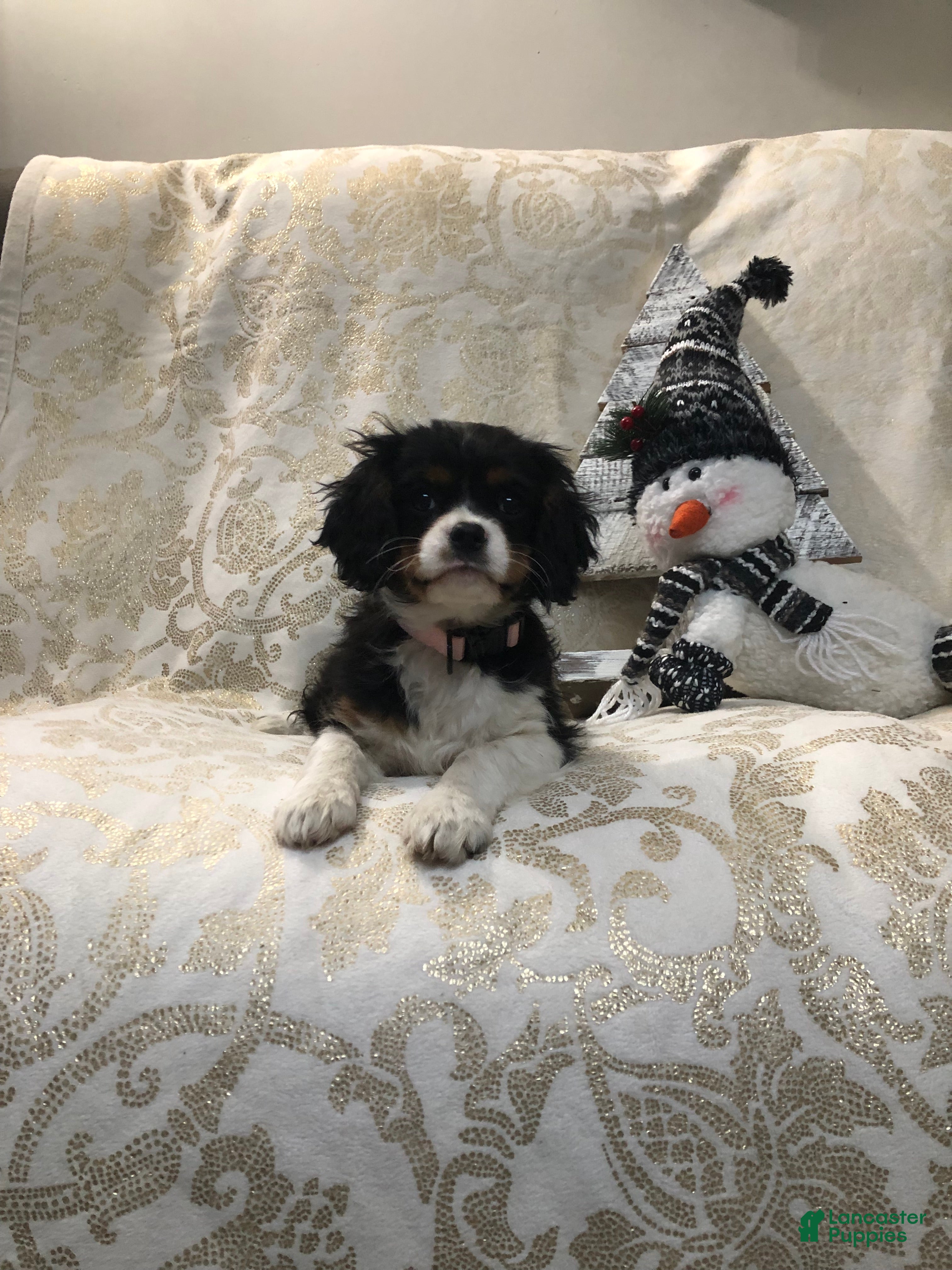 Cavalier King Charles Spaniel dogs Liberty  - Ad 16