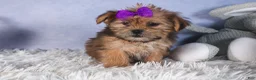 Shorkie dogs for sale: JULIE - Ad 5