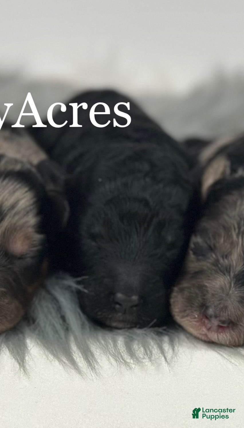 Mini Goldendoodle dogs for sale: Mini Goldendoodle 3 - Ad 19