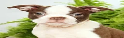 Boston Terrier dogs for sale: Misty - Ad 9