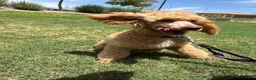 Mixed Breed dogs for sale: Mixed Breed 1 - Ad 3