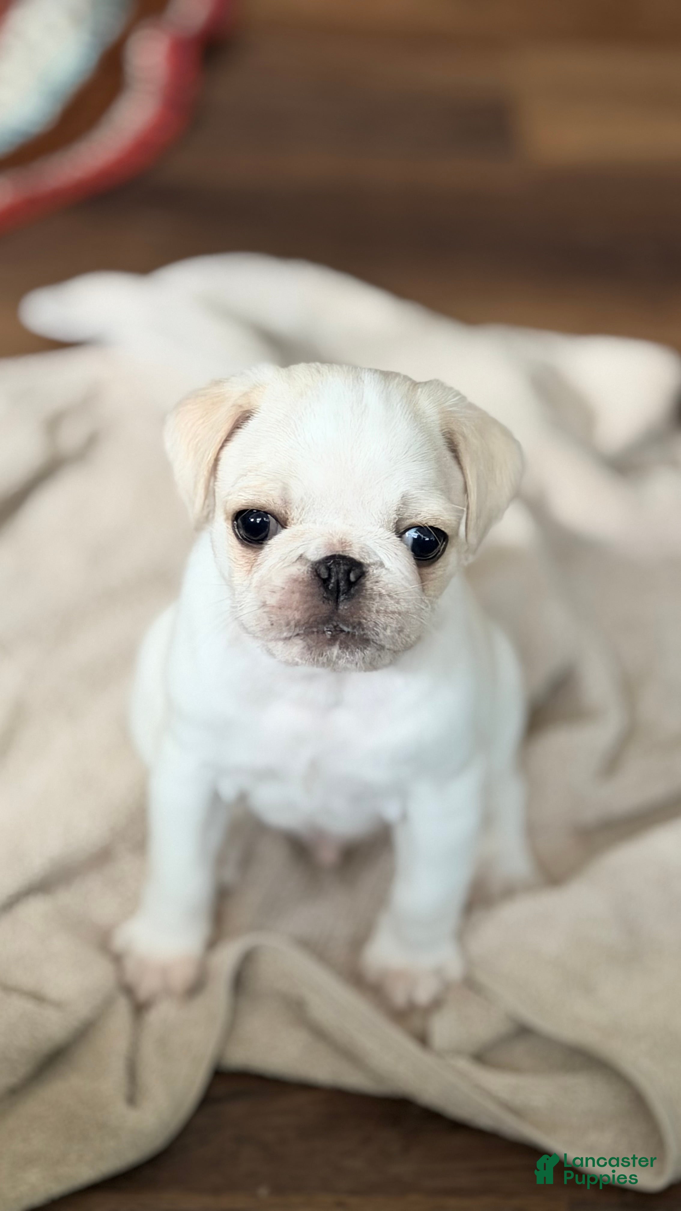 Pug dogs cookie dough - Ad 1