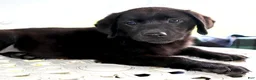 Labrador Retriever dogs for sale: Maddie- Champ lines - Ad 4