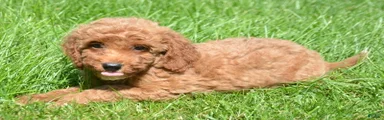 Dora Mini Goldendoodle 7