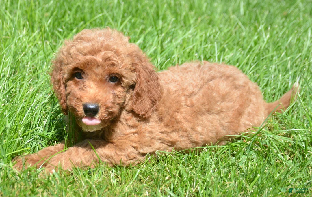 Mini Goldendoodle dogs for sale: Dora Mini Goldendoodle 7 - Ad 1