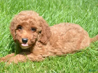 Mini Goldendoodle dogs Dora Mini Goldendoodle 7 - Ad 4