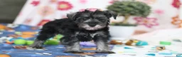 Miniature Schnauzer dogs for sale: Tessa - Ad 5