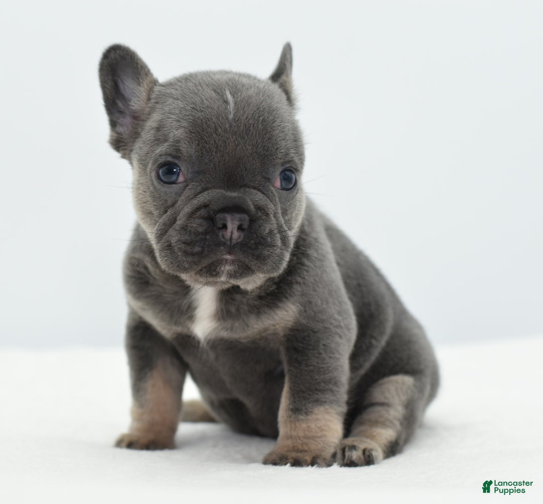 Mixed Breed dogs for sale: Queen lilac tricolor  - Ad 12