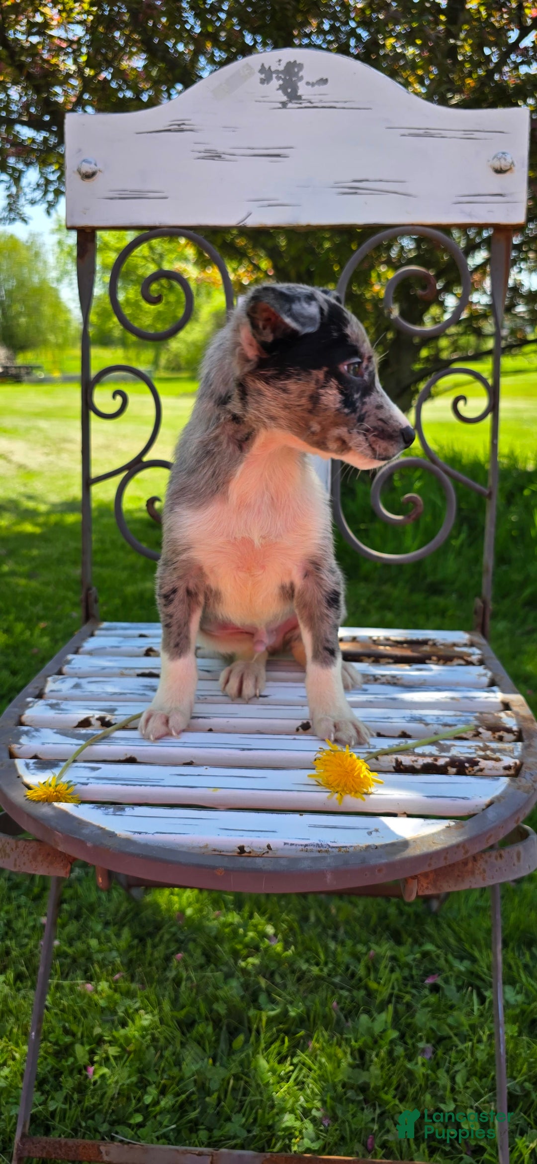 Mixed Breed dogs for sale: Rocky - Ad 7