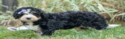 Bernedoodle dogs for sale:  Darla   - Ad 4