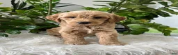 Mini Goldendoodle dogs for sale: Cedric  - Ad 5