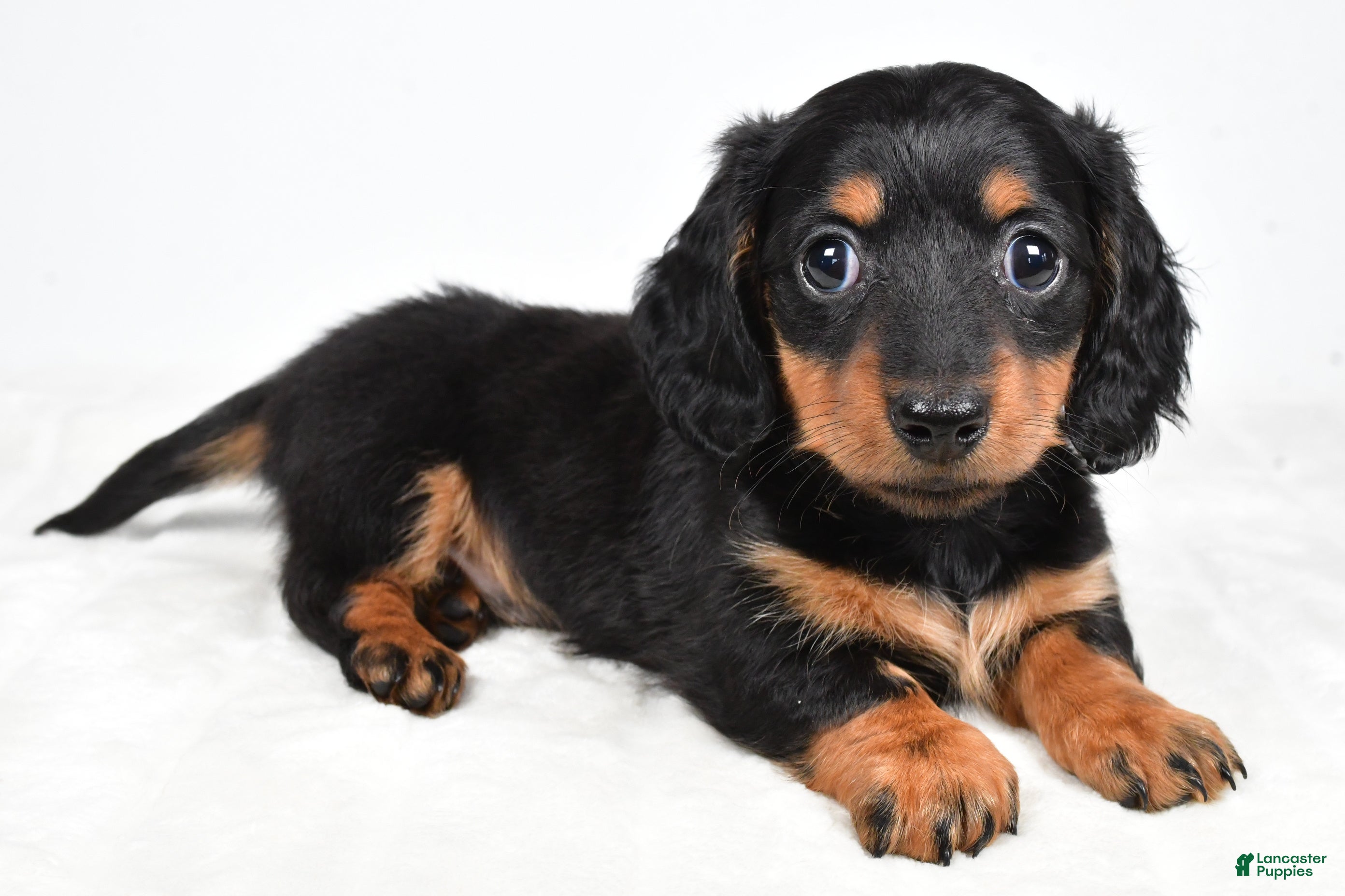 Miniature Dachshund dogs Dolly - Ad 1