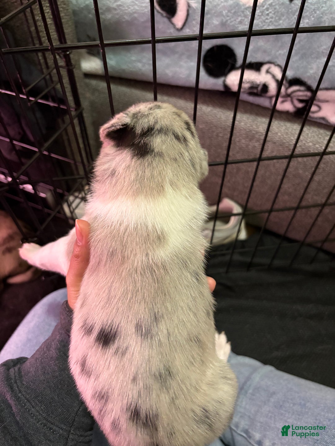 Mixed Breed dogs for sale: Wynter - White Merle - Ad 2