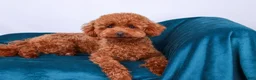 Maltipoo dogs for sale: Pippin - Ad 3