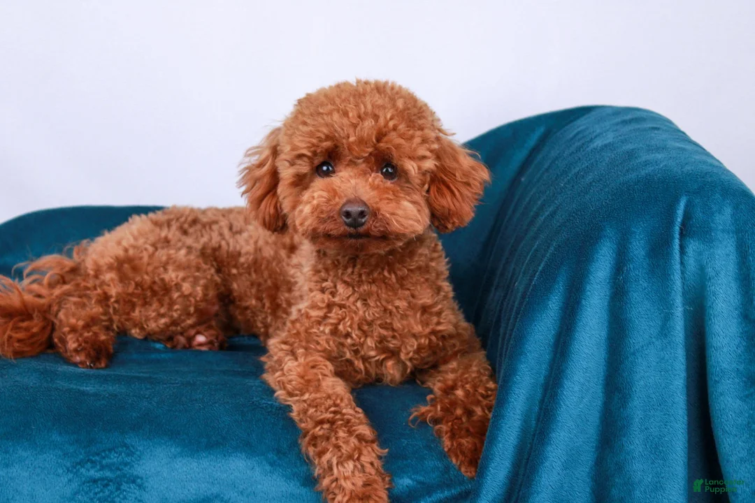 Maltipoo dogs for sale: Pippin - Ad 3