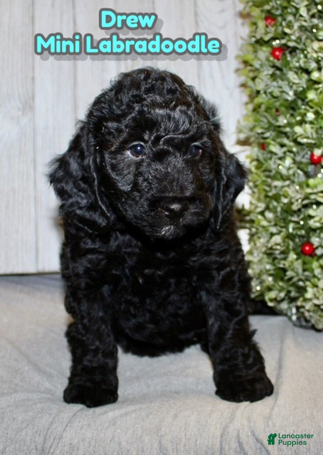 Mixed Breed dogs for sale: Drew - Ad 1