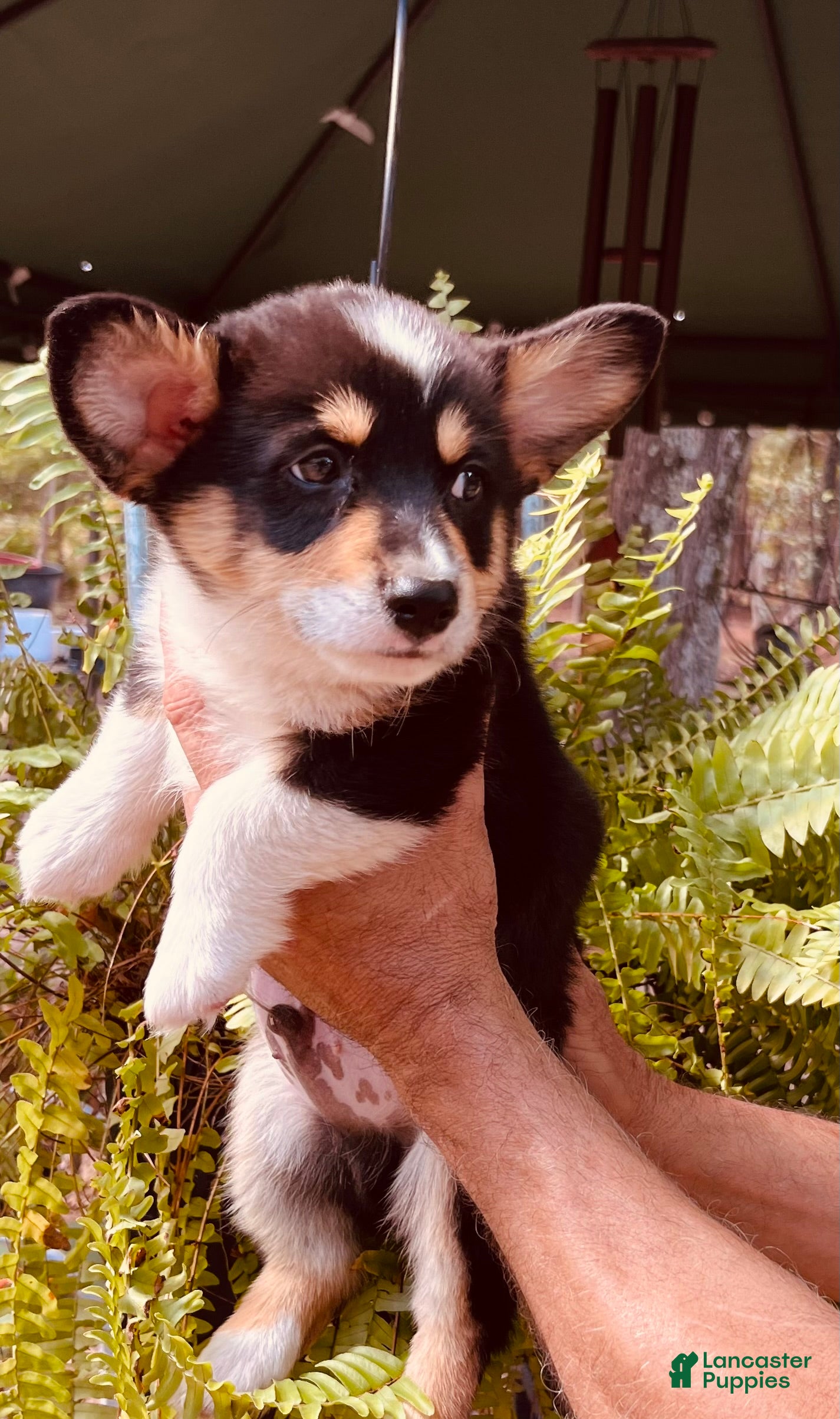 Welsh Corgi Pembroke dogs for sale: Welsh Corgi Pembroke 1 - Ad 1