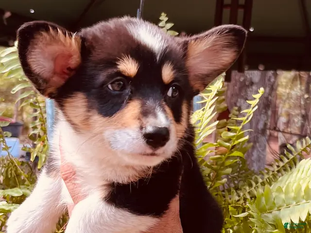 Welsh Corgi Pembroke dogs for sale: Welsh Corgi Pembroke 1 - Ad 1