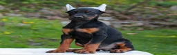 Doberman Pinscher dogs for sale: Ashley  - Ad 1