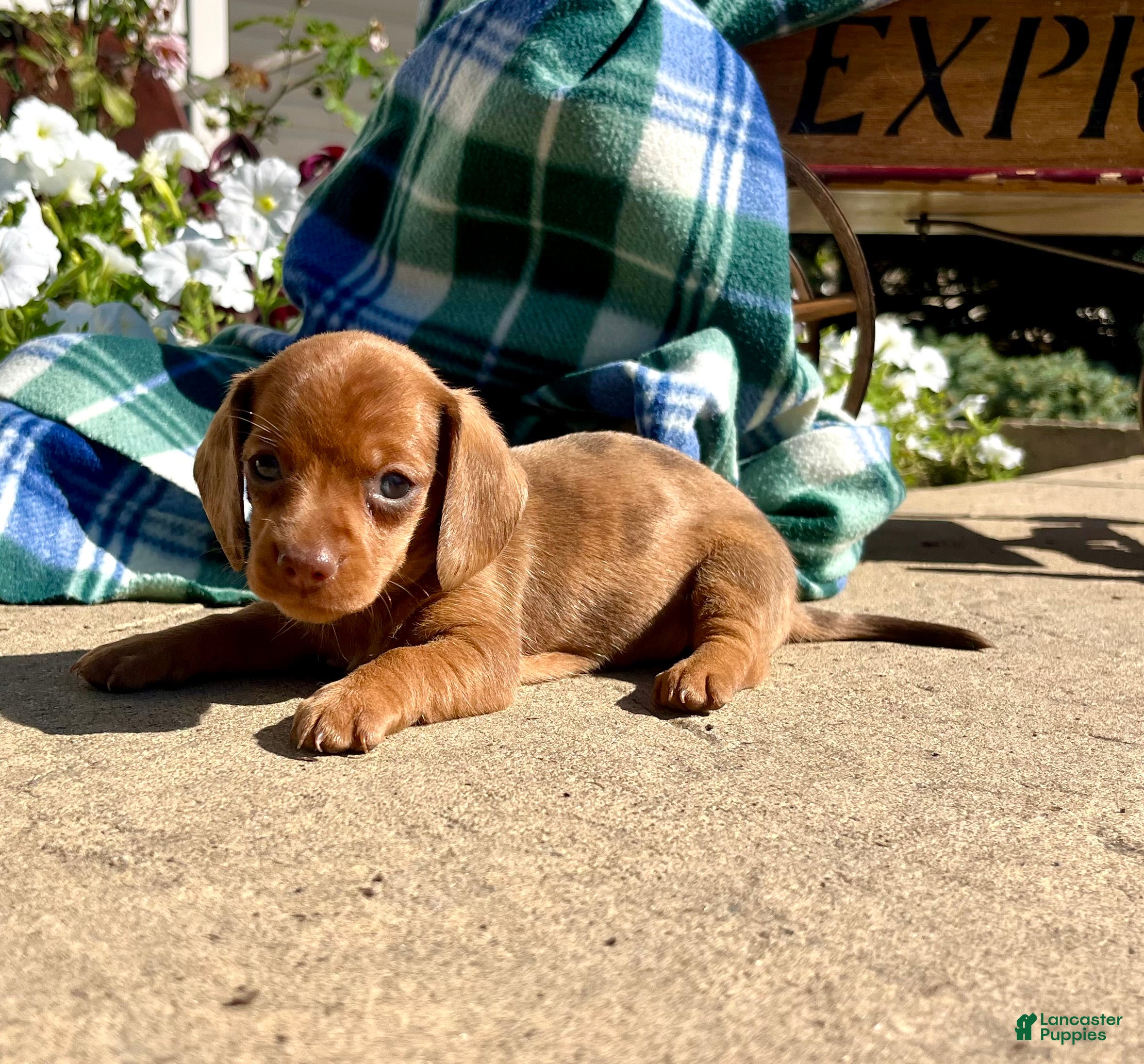 Dachshund dogs Bella❤️ACA Registered🐾 - Ad 41