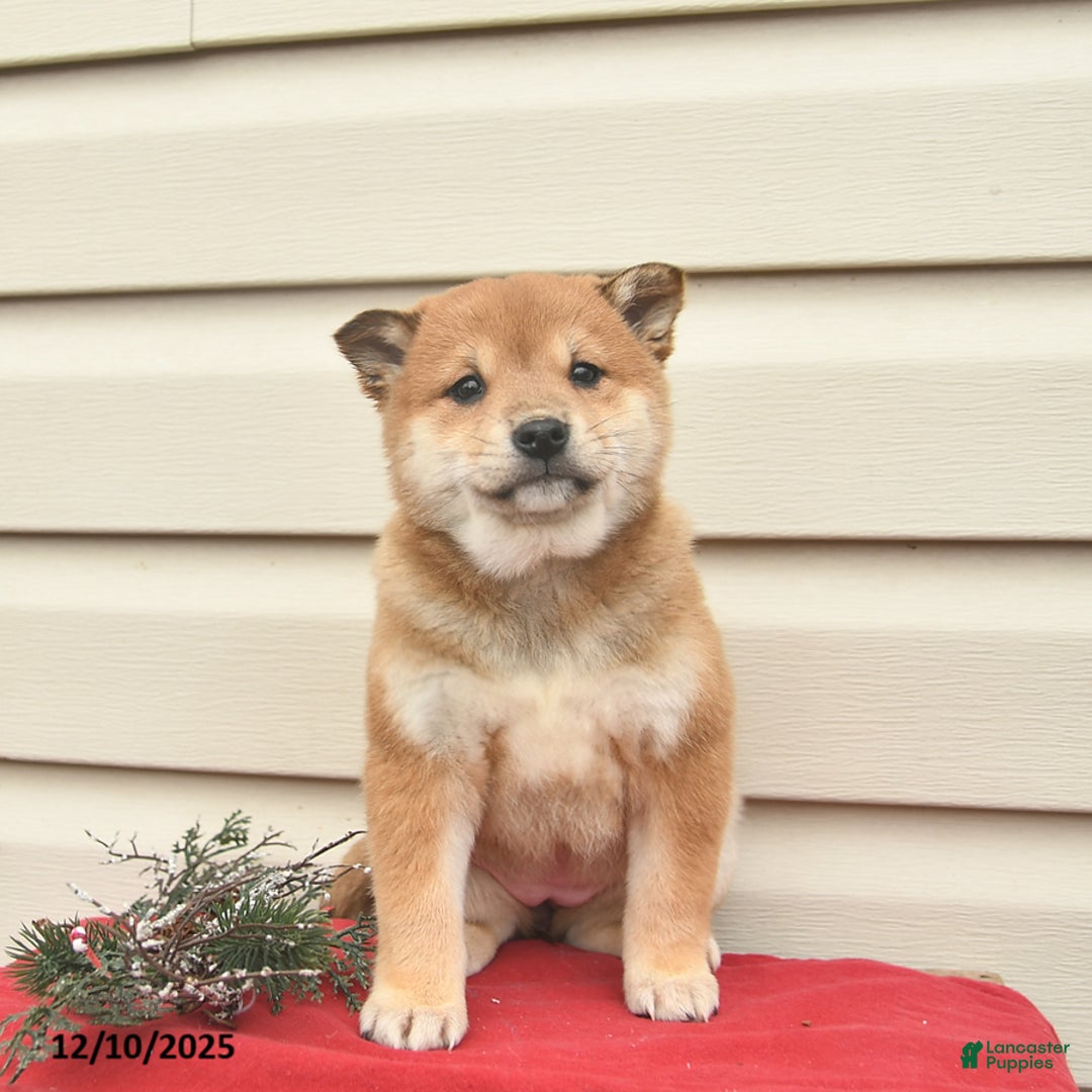 Shiba Inu dogs for sale: Rainbow  - Ad 1