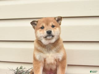 Shiba Inu dogs Rainbow - Ad 6