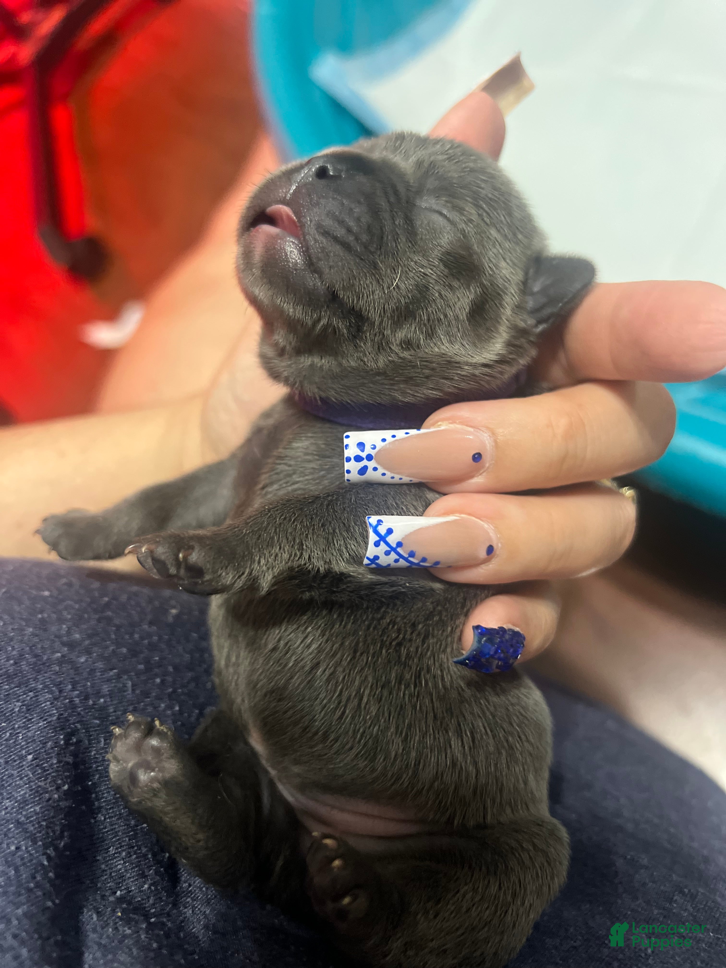 French Bulldog dogs French Bulldog Puppy 6 - Ad 38