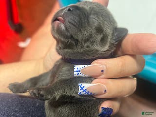 French Bulldog dogs French Bulldog Puppy 6 - Ad 14