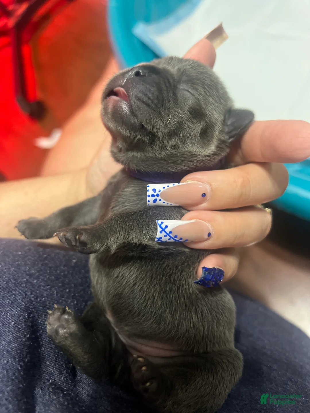 French Bulldog dogs for sale: French Bulldog Puppy 6 - Ad 1