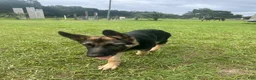 German Shepherd dogs for sale: German Shepherd 1 - Ad 2