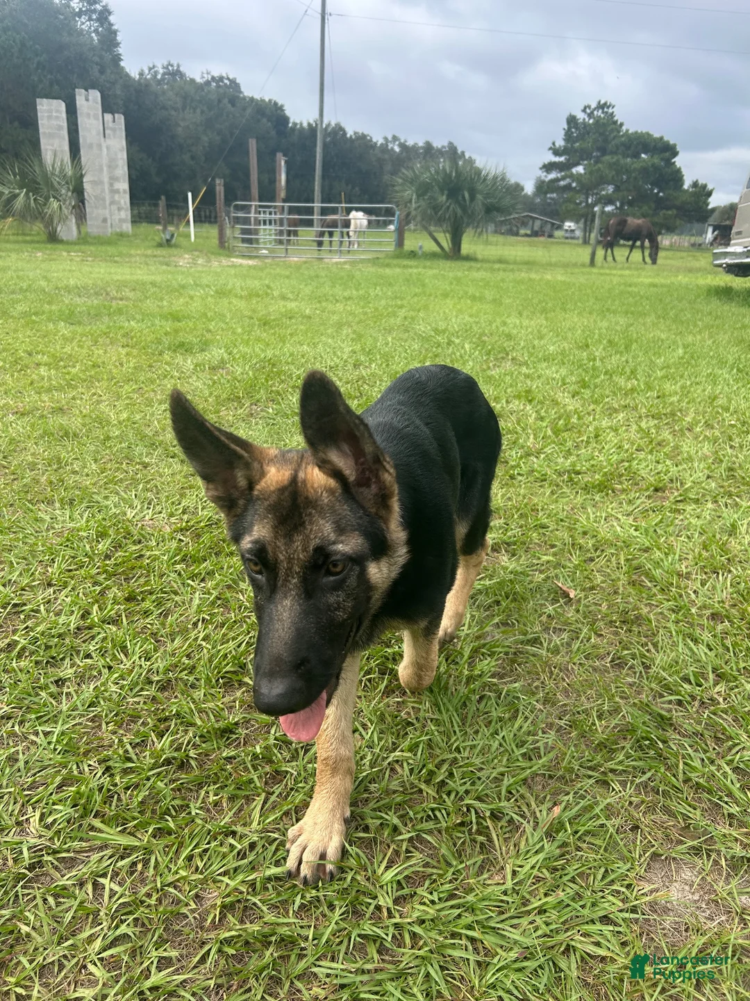 German Shepherd dogs for sale: German Shepherd 1 - Ad 2