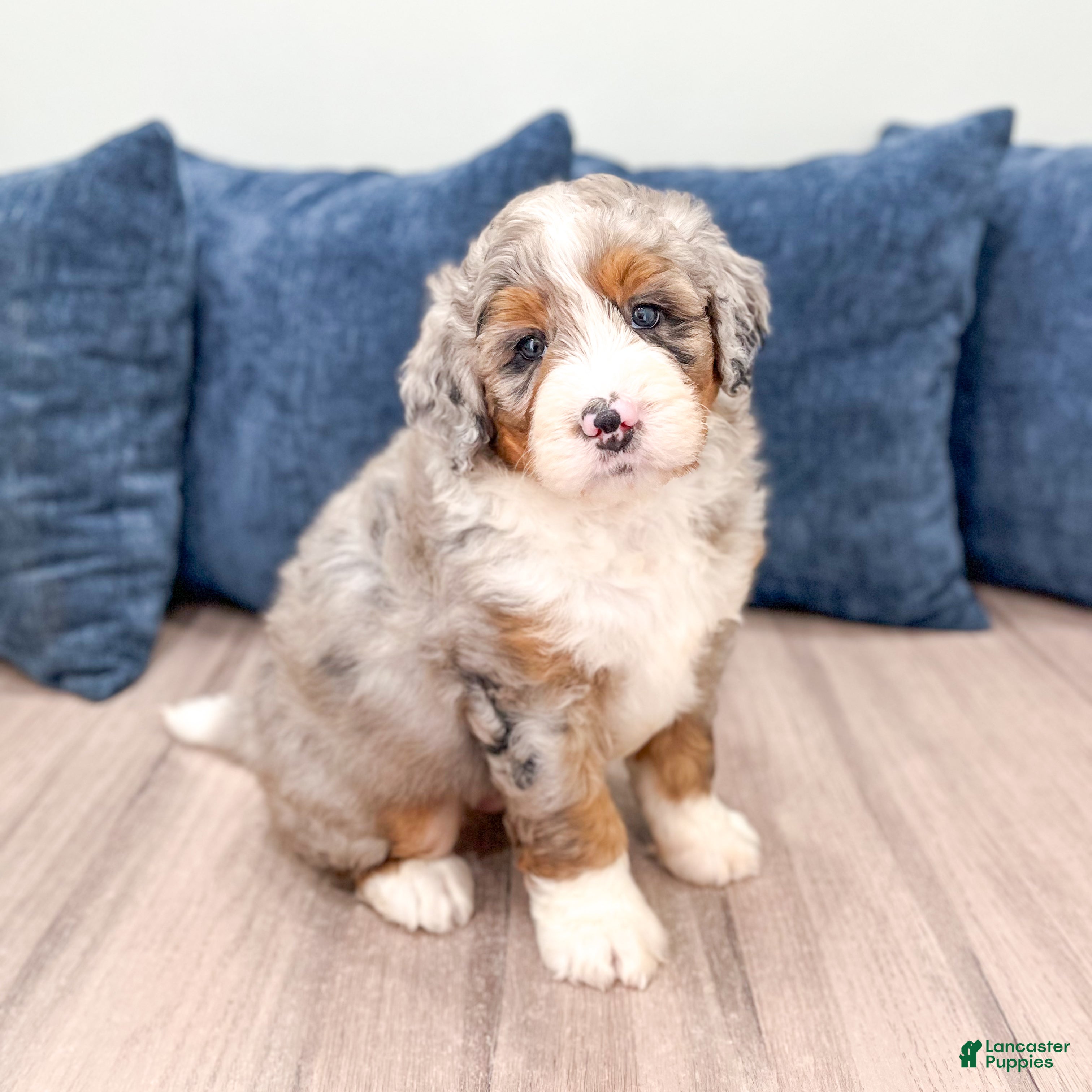 Mini Bernedoodle dogs for sale: Benji - Ad 8