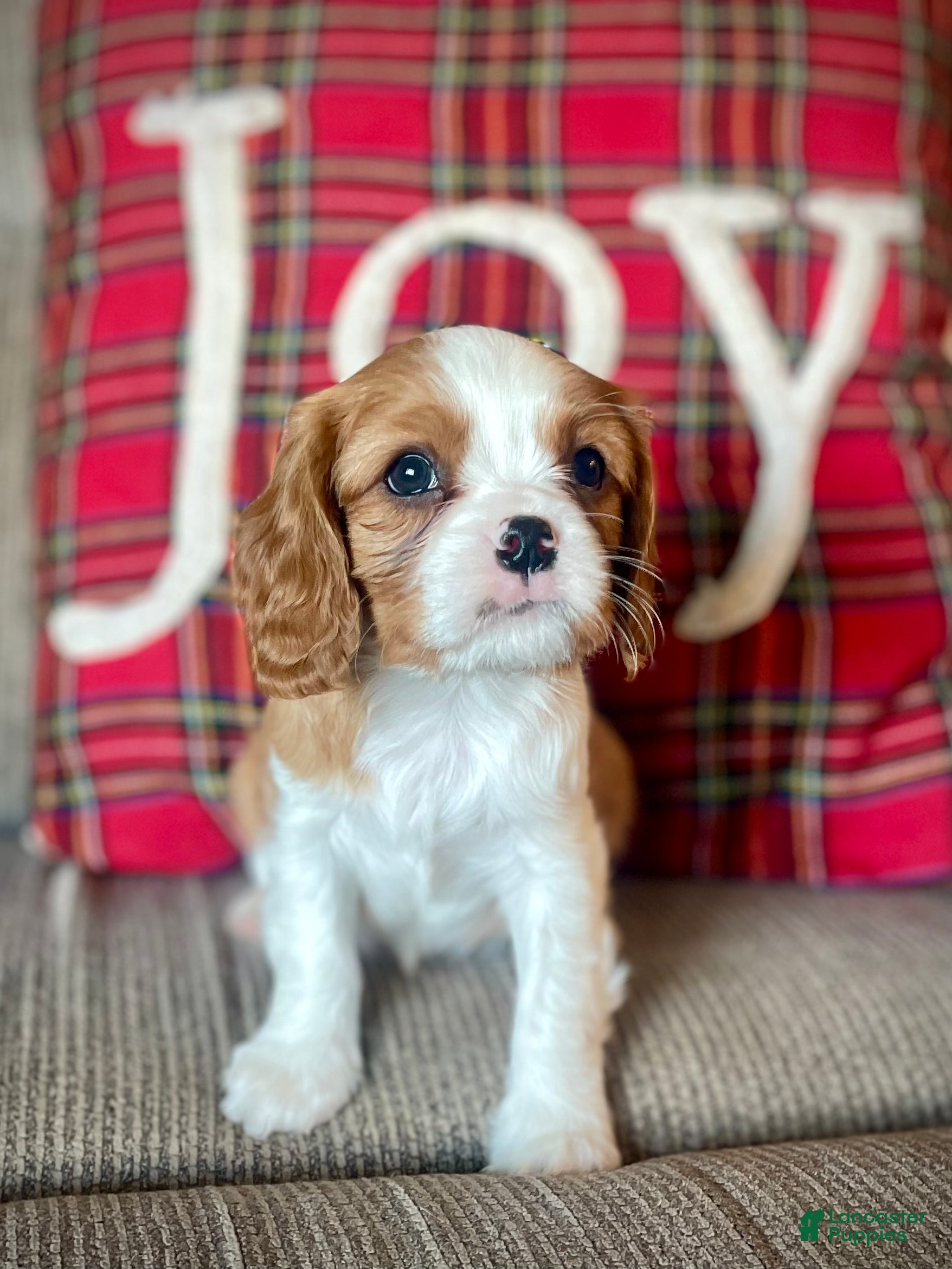 Cavalier King Charles Spaniel dogs Buddy - Ad 39