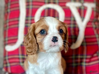 Cavalier King Charles Spaniel dogs Buddy - Ad 22