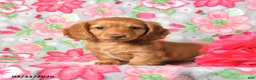 Miniature Dachshund dogs for sale: Pudding - Ad 1