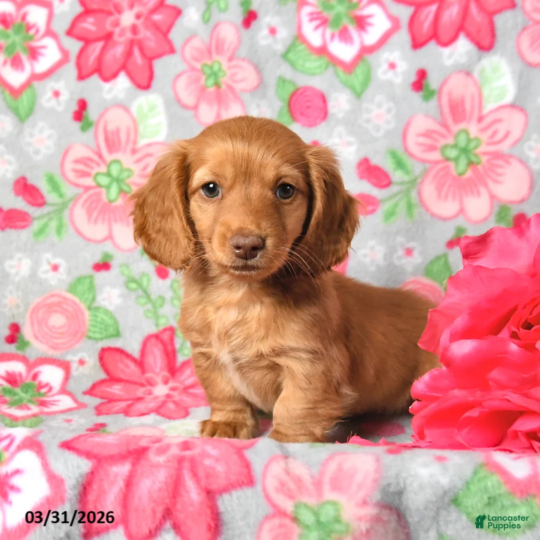 Miniature Dachshund dogs for sale: Pudding - Ad 1
