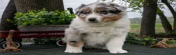 Australian Shepherd dogs for sale: Buster - Ad 3